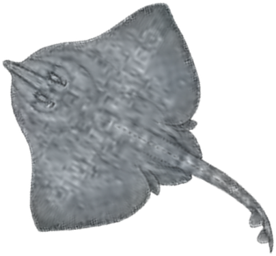 Illustration of the White Skate
