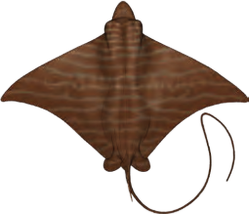 Illustration of the Bull Ray