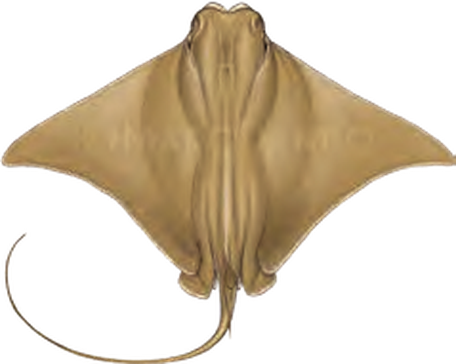 Illustration of the Lusitanian Cownose Ray
