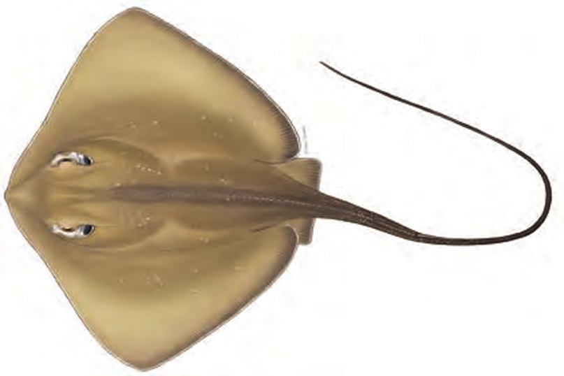 Illustration of the Roughtail Stingray