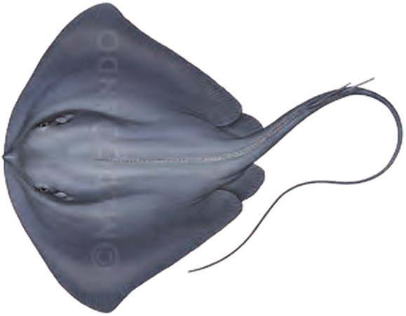 Illustration of the Pelagic Stingray