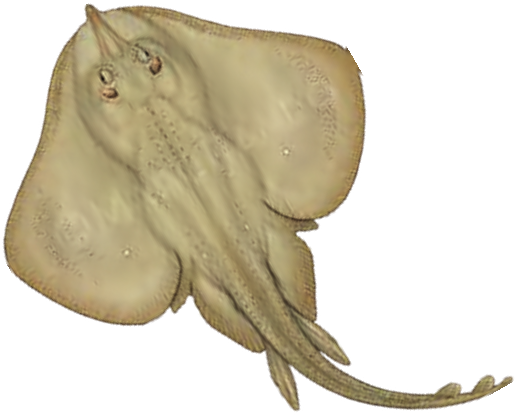 Illustration of the Sandy Ray