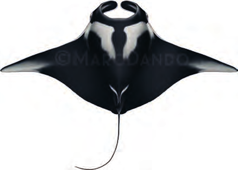 Illustration of the Oceanic Manta Ray