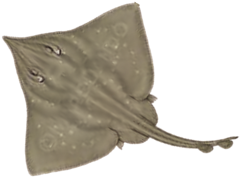 Illustration of the Flapper Skate