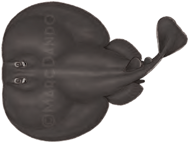 Illustration of the Atlantic Torpedo Ray