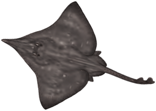 Illustration of the Longnosed Skate