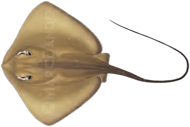 Illustration of the Roughtail Stingray