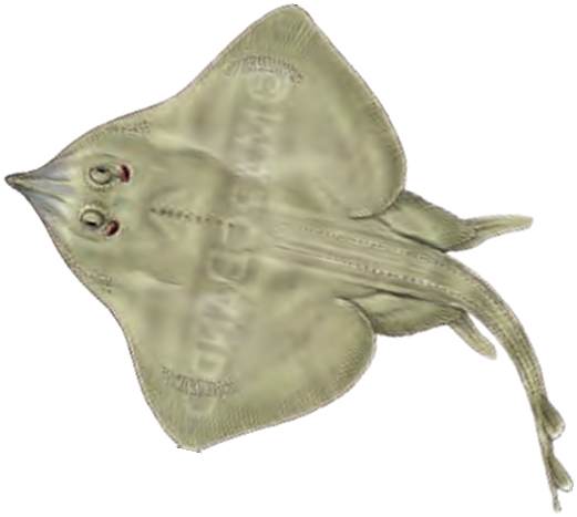Illustration of the Shagreen Ray