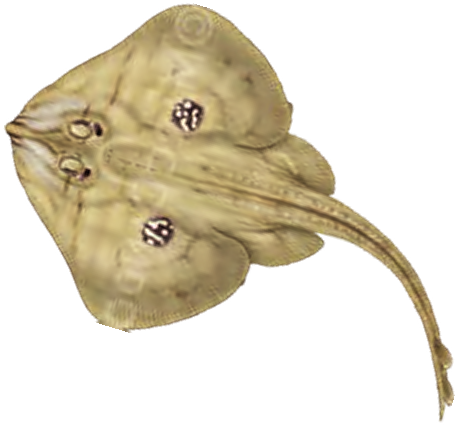 Illustration of the Cuckoo Ray