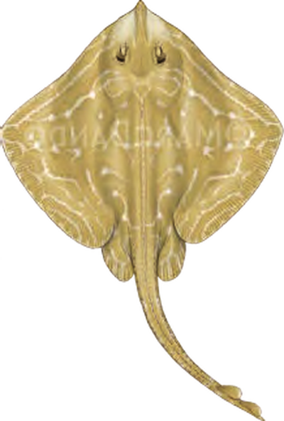 Illustration of the Small-eyed Ray