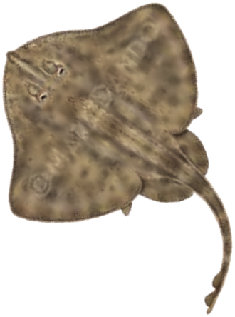 Illustration of the Starry Skate