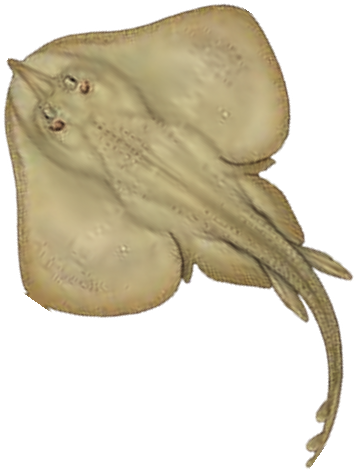 Illustration of the Sandy Ray