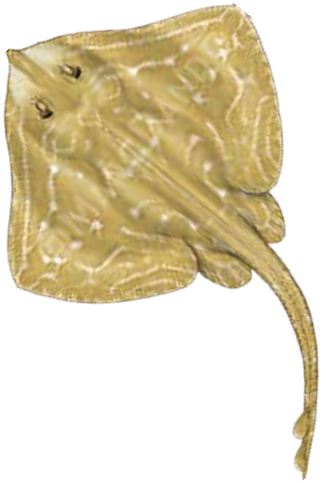 Illustration of the Small-eyed Ray
