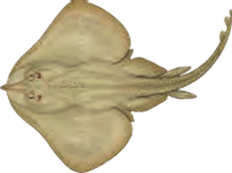 Illustration of the Sandy Ray