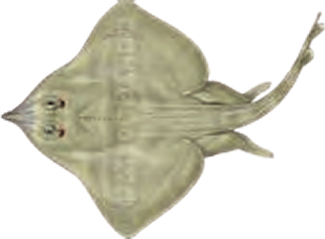 Illustration of the Shagreen Ray