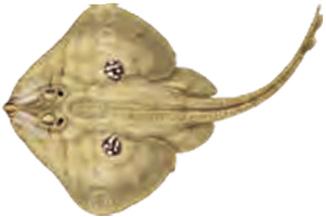 Illustration of the Cuckoo Ray