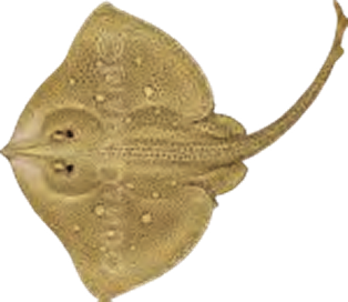 Illustration of the Blonde Ray