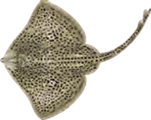 Illustration of the Spotted Ray