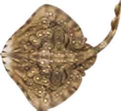 Illustration of the Undulate Ray