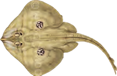 Illustration of the Cuckoo Ray