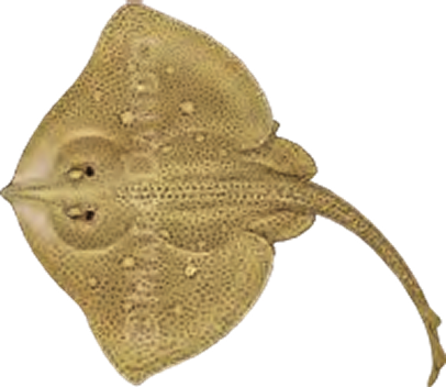 Illustration of the Blonde Ray
