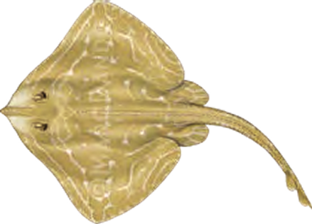 Illustration of the Small-eyed Ray
