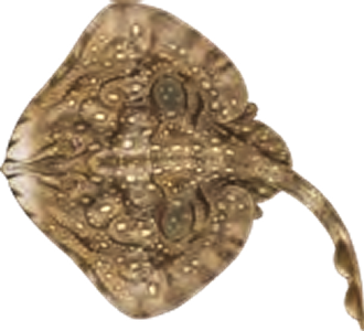 Illustration of the Undulate Ray