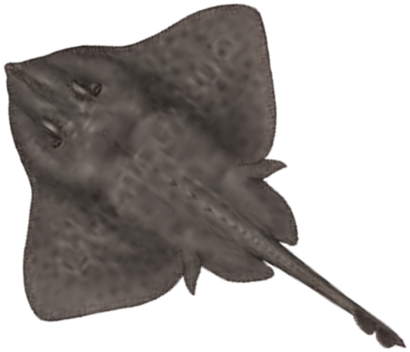 Illustration of the Arctic Skate