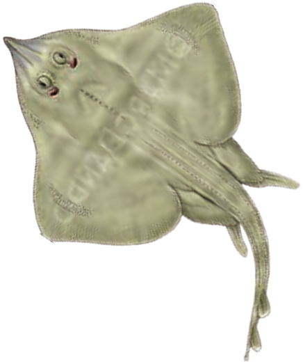 Illustration of the Shagreen Ray