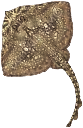 Illustration of the Thornback Ray