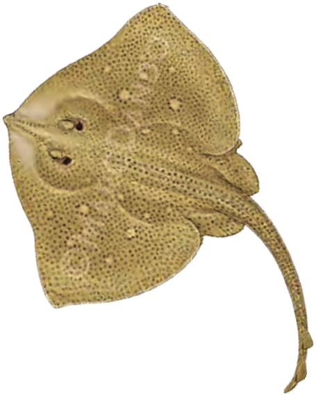Illustration of the Blonde Ray