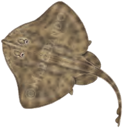 Illustration of the Starry Skate