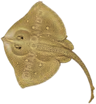 Illustration of the Blonde Ray