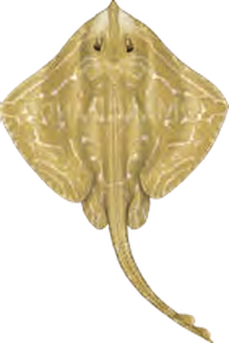 Illustration of the Small-eyed Ray