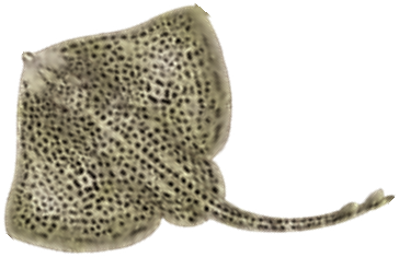 Illustration of the Spotted Ray