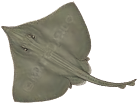 Illustration of the Blue Skate