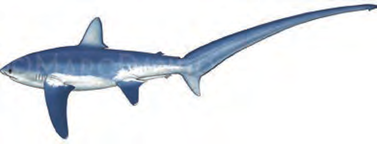 Illustration of the Common Thresher Shark