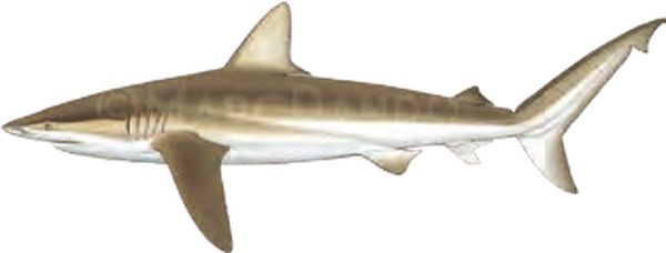 Illustration of the Copper Shark
