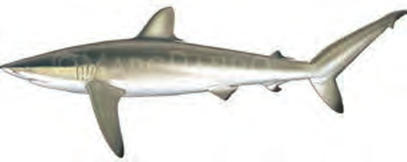 Illustration of the Silky Shark