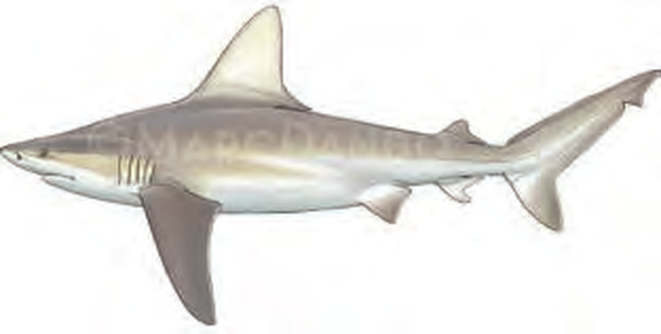 Illustration of the Sandbar Shark