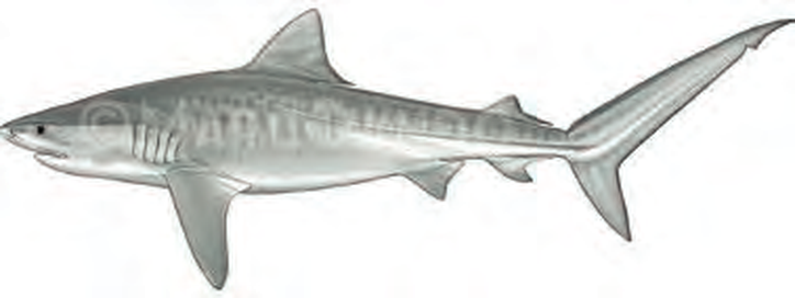 Illustration of the Tiger Shark