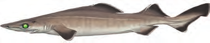 Illustration of the Birdbeak Dogfish