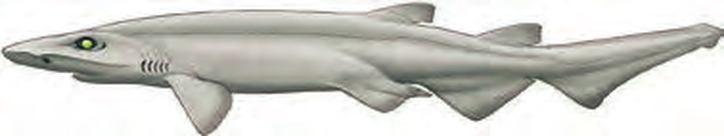 Illustration of the White Ghost Catshark