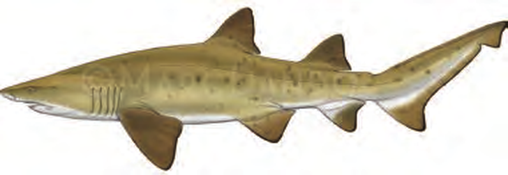 Illustration of the Sand Tiger Shark