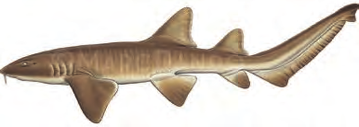 Illustration of the Nurse Shark