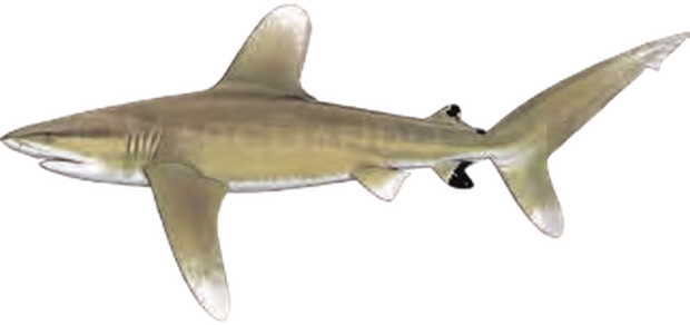 Illustration of the Oceanic Whitetip Shark