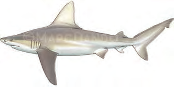 Illustration of the Sandbar Shark