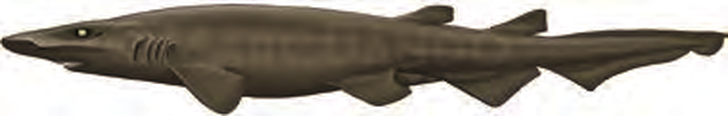 Illustration of the Smalleye Catshark