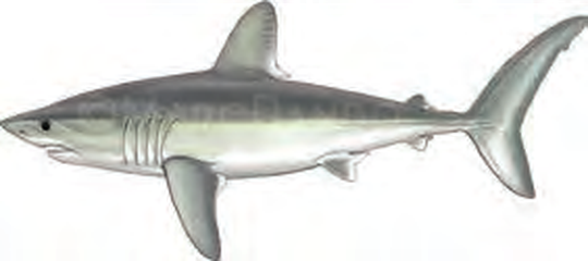 Illustration of the Porbeagle
