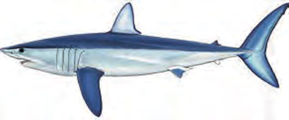 Illustration of the Shortfin Mako Shark